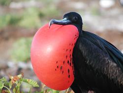 Galapagos Luxury Aggressor scuba diving liveaboard holiday.